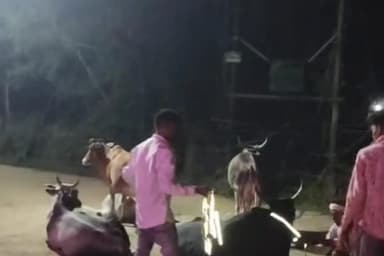 साईं खेड़ा: ग्राम पंचायत पिठवानी में राघव अहिरवार मित्र मंडली ने गायों को पट्टी बांधी, दुर्घटनाओं से बचाव का किया प्रयास