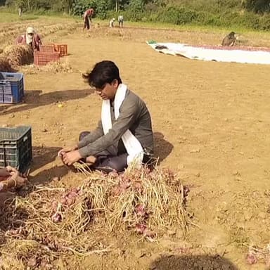 थानागाजी: थानागाजी में लाल प्याज की कटाई जोरों पर, दाम गिरने के बावजूद किसानों ने जारी रखी प्याज कटाई