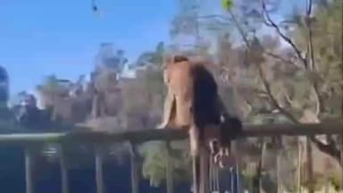 கொடைக்கானல்: ஏரி பகுதியில் தாய் குரங்கின் பாசப் போராட்டம் வீடியோ வைரல் #viral