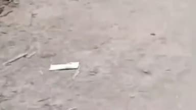 పలాస: కాశీబుగ్గ అంబుసోలి వీధిలో కలకలం, నాగ జెర్రీ రకానికి చెందిన పాములు హల్చల్