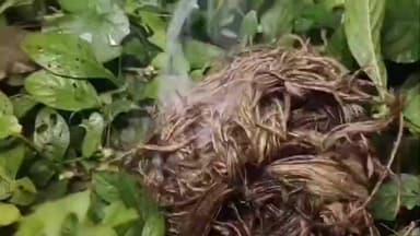 ভাঙড় ২: ভাঙ্গড়ে ফের বোমাবাজি! তৃণমূলের মিটিং শেষে বোমা নিক্ষেপের অভিযোগ উঠল ISF এর বিরুদ্ধে,পাল্টা অভিযোগ অস্বীকার ISF এর