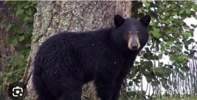 देसाईगंज वडसा: कोरेगांव शेतशिवारात अस्वलाचा हल्ल्यात शेतकरी जखमी