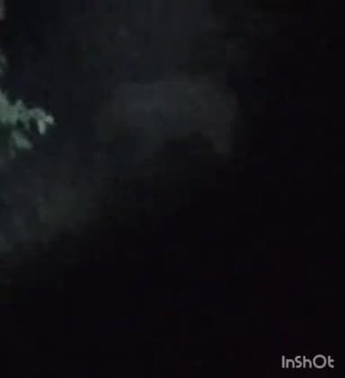 ओडगी: सूरजपुर जिले के बनखेतापारा में दतैल जंगली हाथियों का आतंक जारी, लगातार फसलों को कर रहे हैं नुकसान