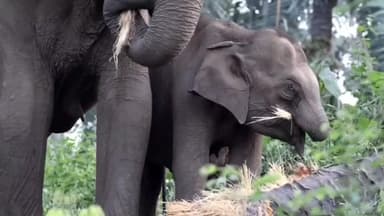 வால்பாறை: அதிரப்பள்ளி கேரளா எல்லையில் துதிக்கை இல்லாத குட்டி யானையை தாய் பராமரிக்கும் வீடியோ வைரல்