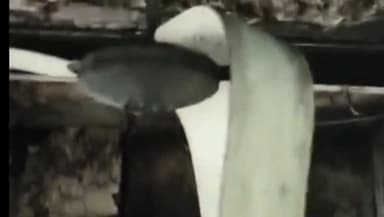 नीम का थाना: नीमकाथाना के पाटन क्षेत्र के काचरेड़ा गांव में एक घर में शॉर्ट सर्किट के कारण आग लग गई।
#Neemkathana #Breakingnews