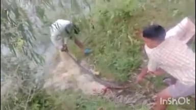 ఎచ్చెర్ల: నేతేరు రహదారి సమీప పెద్ద గడ్డలో చేపలు కట్టే వలలో చిక్కుకున్న భారీ కొండచిలువ, భయంతో కొండచిలువున హతమార్చిన స్థానికులు