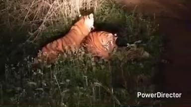 नैनपुर: कान्हा टाइगर रिजर्व में नाइट सफारी के दौरान बाघिन के साथ शावक अठखेलियां करते दिखे, वीडियो वायरल