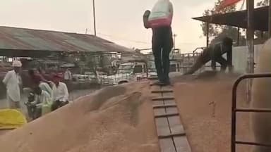 पचोर: पचोर मंडी में व्यापारी गेहूं में मिला रहे थे मिट्टी, वीडियो वायरल होने पर तहसीलदार ने 200 कट्टे मिट्टी से भरे जब्त किए