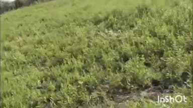 धामणगाव रेल्वे: वाढोणा फाटा दत्तापूर शेत शिवार येथे जिवंत विजेचा ताराचा शॉक लागून चार जर्सी गाईंचा मृत्यू