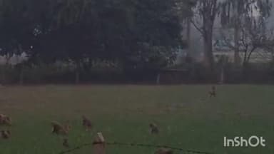 रामनगर: रामनगर क्षेत्र के गनेशपुर, रामनगर, भवानीगंज और महादेवा में बंदरों का आतंक बढ़ता जा रहा है, किसान परेशान हैं