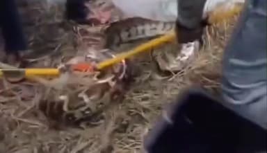 मेहनगर: झिरूआ कमालपुर में धान के खेत में मिला 12 फीट का अजगर, वीडियो सोशल मीडिया पर हुआ वायरल, क्षेत्र में बना कौतुहल का विषय