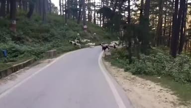 बाराकोट: पहाड़ों में बढ़ती ठंड के कारण भेड़ पालकों ने मैदानी क्षेत्रों की ओर किया रुख, लोहाघाट पहुंचने में लगे 16 दिन