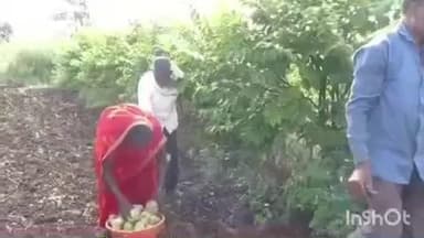 वाशिम: जिल्ह्यातील सिताफळांना मिळतोय 10 ते 15 रुपये प्रति किलो एवढा अत्यल्प दर शेतकरी मोठ्या आर्थिक संकटात #Jansamasya