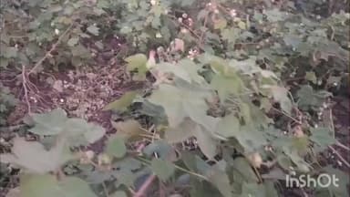 चिखलदरा: जंगली डुक्करांचा खेलकृष्णाजी शेतशिवारात हैदोस; कापसाचे ४० हजारांचे नुकसान