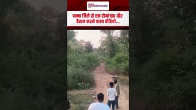 सामने दिखा टाइगर, साइकिल छोड़ भागा सवार | #mpnews #panna #tiger