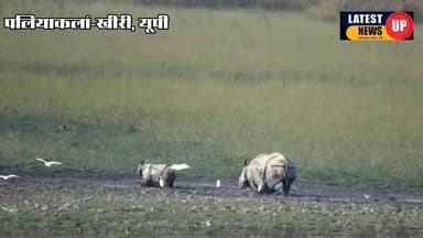 नवजात के साथ विचरण करती देखी गई मादा गैंडा रिद्धि
#paliakalankheri
#latestnewsup
#UPNews
#CMYogiAdityanath
#dudhwana...