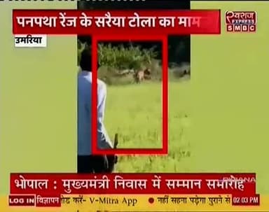 पनपथा रेंज के सलैया गांव में बाघ दहशत में ग्रामीण
#jansamprakumaria #sdmumaria #स्वराजexpresssmbc #pkvrma #umaria #bandh...