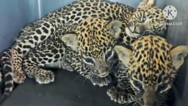 सिन्नर: चास येथे उसाच्या शेतात बिबट्याचे चार बछडे आढळले; एकाचा मृत्यू, तिघांची प्रकृती चिंताजनक