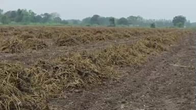 જૂનાગઢ: કમોસમી વરસાદની ખેતી પાકને નુકસાન,સરકારે 10,000 કરોડ આર્થિક સહાયની જાહેરાત,ભારતીય કિસાન સંઘના પ્રવક્તાએ આપી પ્રતિક્રિયા