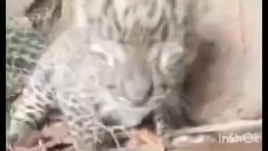 मड़ावरा: बढ़वार गाँव के पास वन क्षेत्र में मादा तिंदुआ ने तीन शावकों को दिया जन्म, वीडियो सोशल मीडिया पर हुआ वायरल