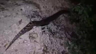 केरसई: सिमडेगा के जेरलेटोंगरी में दिखा विशालकाय अजगर, ग्रामीणों ने वन विभाग को दी सूचना