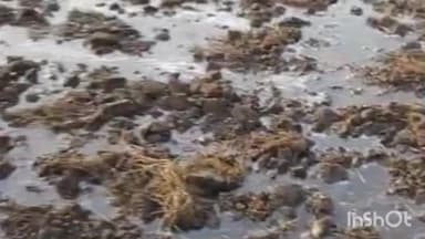 ग्यारसपुर: ग्राम मढिया जामन में तालाब के पानी पर अवैध कब्जा