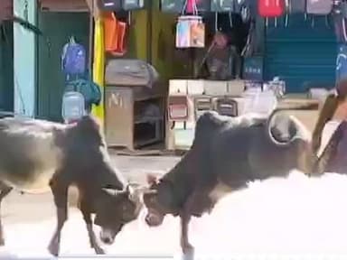 बल्देवगढ़: बल्देवगढ़ में सड़क पर दो बैलों की लड़ाई, साइकिल सवार बालक और बाइक चालक घायल