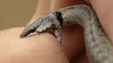 বর্ধমান ১: ইন্দাস থানার মঙ্গলপুরে সাপের কামড়ে হলো মৃত্যু এক বৃদ্ধার