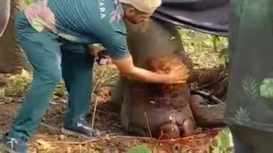 नीमडीह: वन विभाग की टीम दो सप्ताह से घायल हाथी का इलाज कर रही है