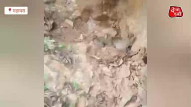 मड़ावरा वन क्षेत्र में तेंदुएं ने तीन दिया बच्चों को जन्म वीडियो वायरल #madawra #Lalitpur