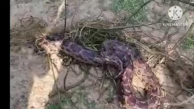 ସିମୁଳିଆ: ରାଇକୁଲା ଗ୍ରାମ ରେ ଏକ ବିରାଟକାୟ ଅଜଗର ସାପ ଉଦ୍ଧାର