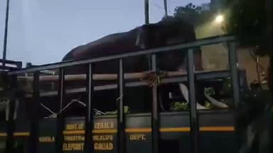 തൃശൂർ: ഒറ്റയാനെ തുരത്താനായി കുങ്കി ആനകളെ കുതിരാനിൽ എത്തിച്ചു -