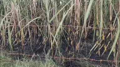 रूपवास: गांव खेड़ा ठाकुर में बिजली के तारों में शॉर्ट सर्किट से गन्ने की फसल में लगी आग