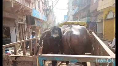 चीनोर: स्वच्छता अभियान: सड़क पर गोबर डालने पर डेयरी संचालक की गाय-भैंस जब्त, गौशाला भेजी गईं