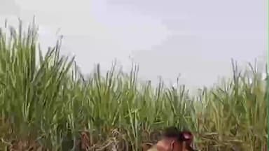 खड्डा: नेबुआ रायगंज में पराली की चिंगारी से तीन एकड़ गन्ना फसल जलकर राख, पुलिसकर्मियों ने ग्रामीणों संग मिलकर बुझाई आग