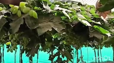 तासगाव: ढगाळ हवामानाने द्राक्षबागा उद्ध्वस्त; तासगाव तालुक्यातील शेतकरी संकटात