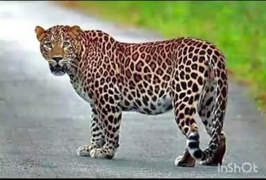 नाशिक: लोह शिगवेभागात बिबट्याच्या हल्ल्यात तीस वर्षीय युवकाचा मृत्यू