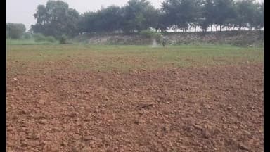 घाट कुसुंभा: बाढ़ से धान की फसल बर्बाद होने के बाद घाटकुसुम्भा टाल के किसान अब कीटों से परेशान