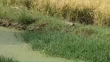 सेवढ़ा: ग्राम भगुवापुरा में वन विभाग और ग्रामीणों ने 5 फुट का मगरमच्छ नाले से पकड़कर सिंध नदी में छोड़ा, वीडियो वायरल