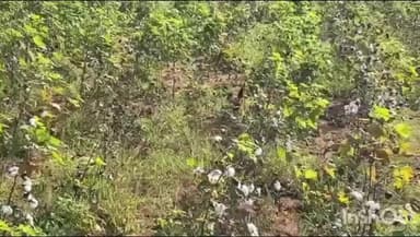 ఎలుక తుర్తి జాతీయ రహదారి వెంట, రెండువేల నాటు కోళ్లను వదిలి వెళ్లిన గుర్తు తెలియని వ్యక్తులు.