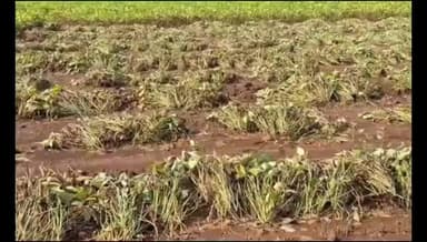 માણાવદર: ખેડૂત રજુવાત કરવા માટે માણાવદરના ધારાસભ્ય અરવિંદ લાડાણીને ફોન કરતાં ફોન ન ઉઠાવતા અને કાર્યાલય પણ બંધ