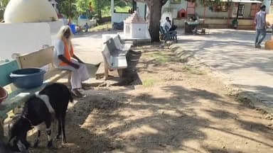 ઘોઘા: ઘોઘા સોનારીયા તળાવ વાળા મહાકાળી માતાજીના મંદિરે રહેતા પૂજારીના સાત બકરાનું ઝરખ દ્વારા કરવામાં આવ્યું મારણ