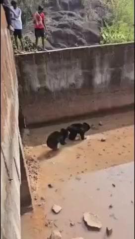 କୋଟପାଡ: ବିସିଂପୁର କେନାଲ ରେ ଫୋସିଥିବା ଦୁଇ ଭାଲୁ ଛୁଆକୁ ଉଦ୍ଧାର କଲେ ଗ୍ରାମବାସୀ l