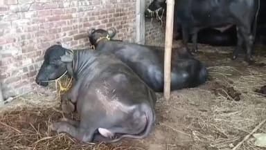 তুফানগঞ্জ ২: পাঁচারের পথে তল্লাশি চালিয়ে ভাঙ্গা পাকড়ি এলাকার নাকা পয়েন্টে উদ্ধার ১৫ টি মোষ, গ্রেপ্তার ২ জন