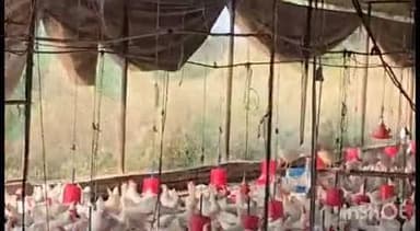 पारशिवनी: आवलेघाट रोडवरिल पोल्ट्रीफार्म मध्ये बिबट्याने पोल्ट्रीफॉर्म२०० कोबड्यचा शिकार.घटनास्थळी सहा.वनसंरक्षण अधिकारी लुचे भेट