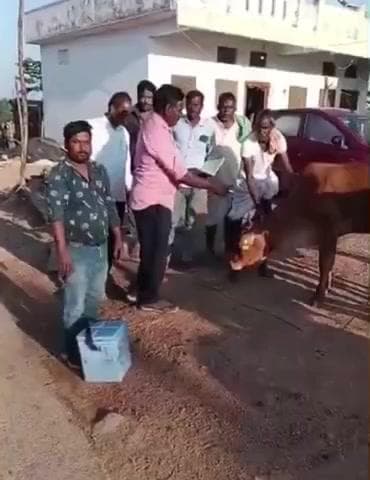 గాంధారి: గౌరారంలో పశువులకు గాలికుంటు వ్యాధి నివారణ టీకాలు, పశువులకు చికిత్సలు చేసి, ఉచితంగా మందులు పంపిణీ : వైద్యాధికారి వేణు