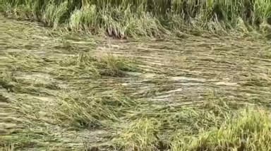 మామిడికుదురు మండలంలో ముంపు నీటిలోనే నానుతున్న వరిచేలు