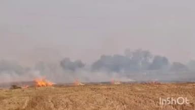 चौरीचौरा: डंठल फूंकने के दौरान सवा बीघा धान की फसल जलकर हुई राख