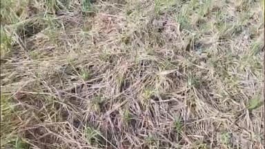 डोलरिया: बमूरिया सहित अन्य गांवों में पराली में अंकुरण से किसान परेशान, कंपनी नहीं कर रही प्रबंधन