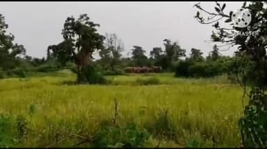 चामोर्शी: चामोर्शी तालुक्यात पुन्हा हत्तीचा कहर l,सुमारे 32 हत्तीचा कळप तालुक्यात दाखल...